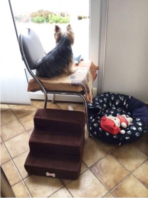 La belle Gipsy vous présente son escalier pour chien